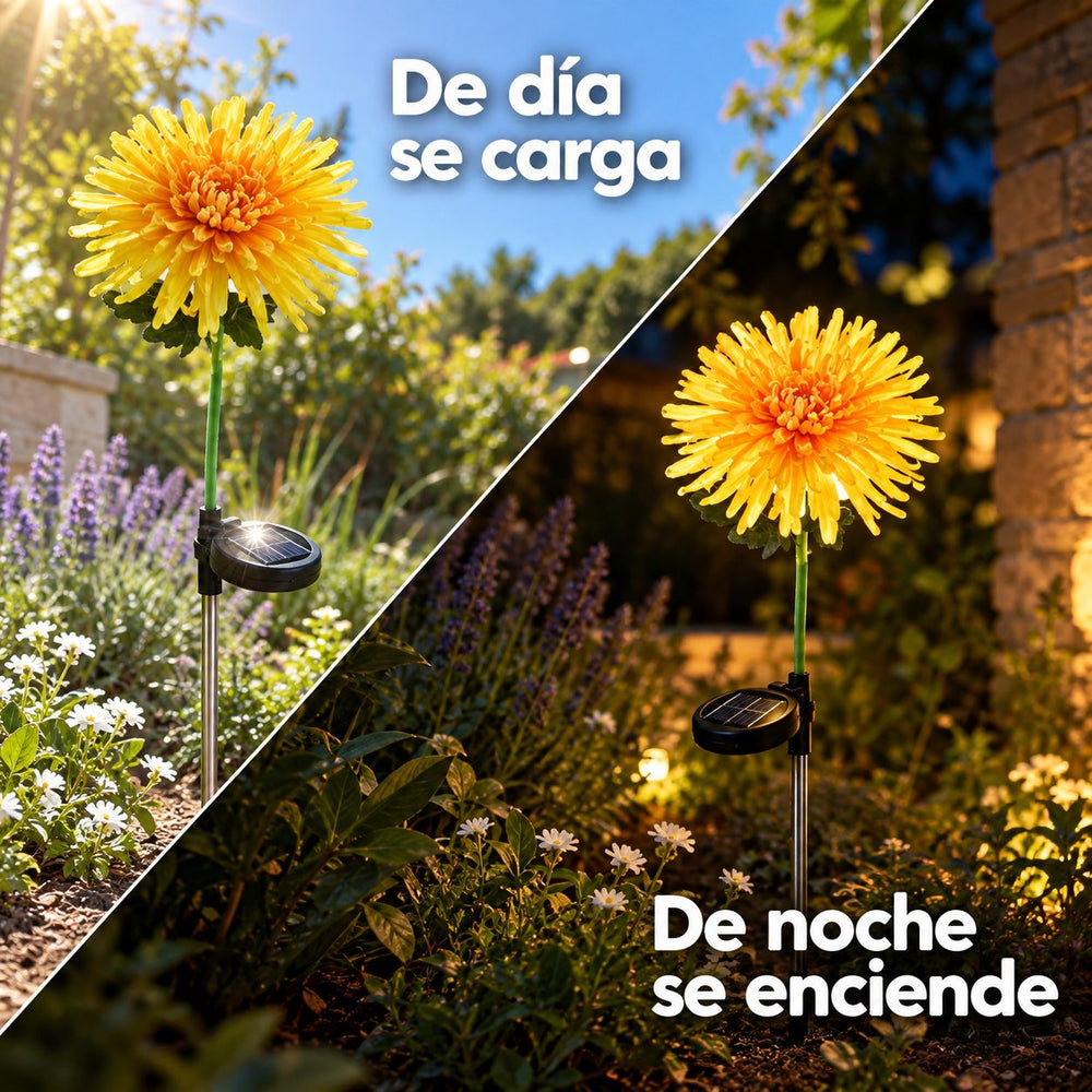 Crisantemos Solares Luz Cálida