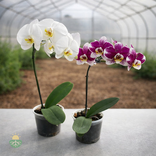 Orquídea Mariposa (Orquidea Phalaenopsis)