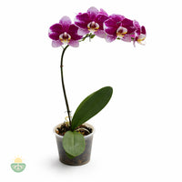 Violeta