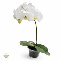 Blanca