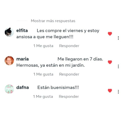 Cliente