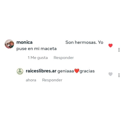 Cliente