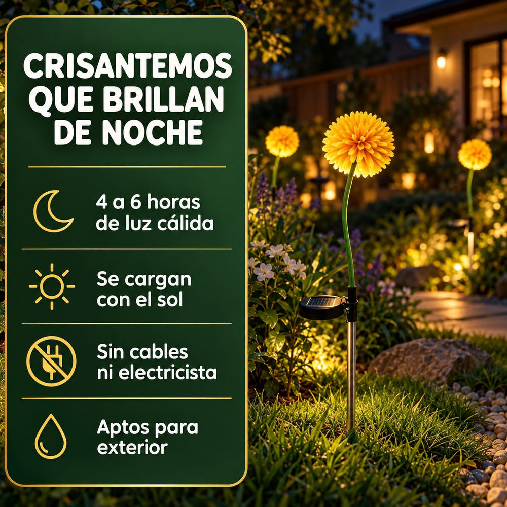 Crisantemos Solares Luz Cálida