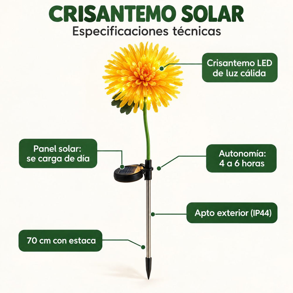 Crisantemos Solares Luz Cálida