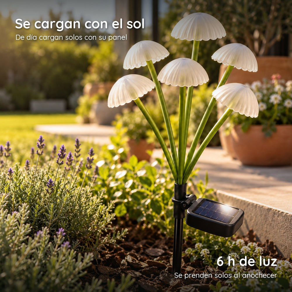 Hongos Solares Luz Cálida