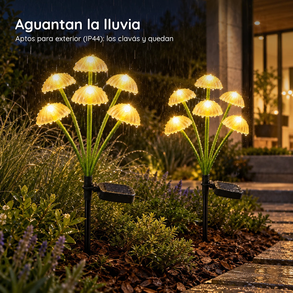 Hongos Solares Luz Cálida
