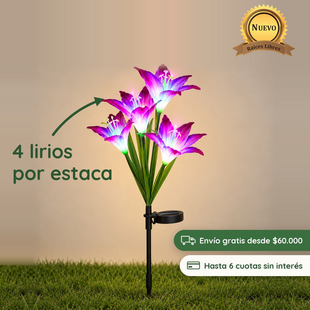 Lirios Solares Multicolor