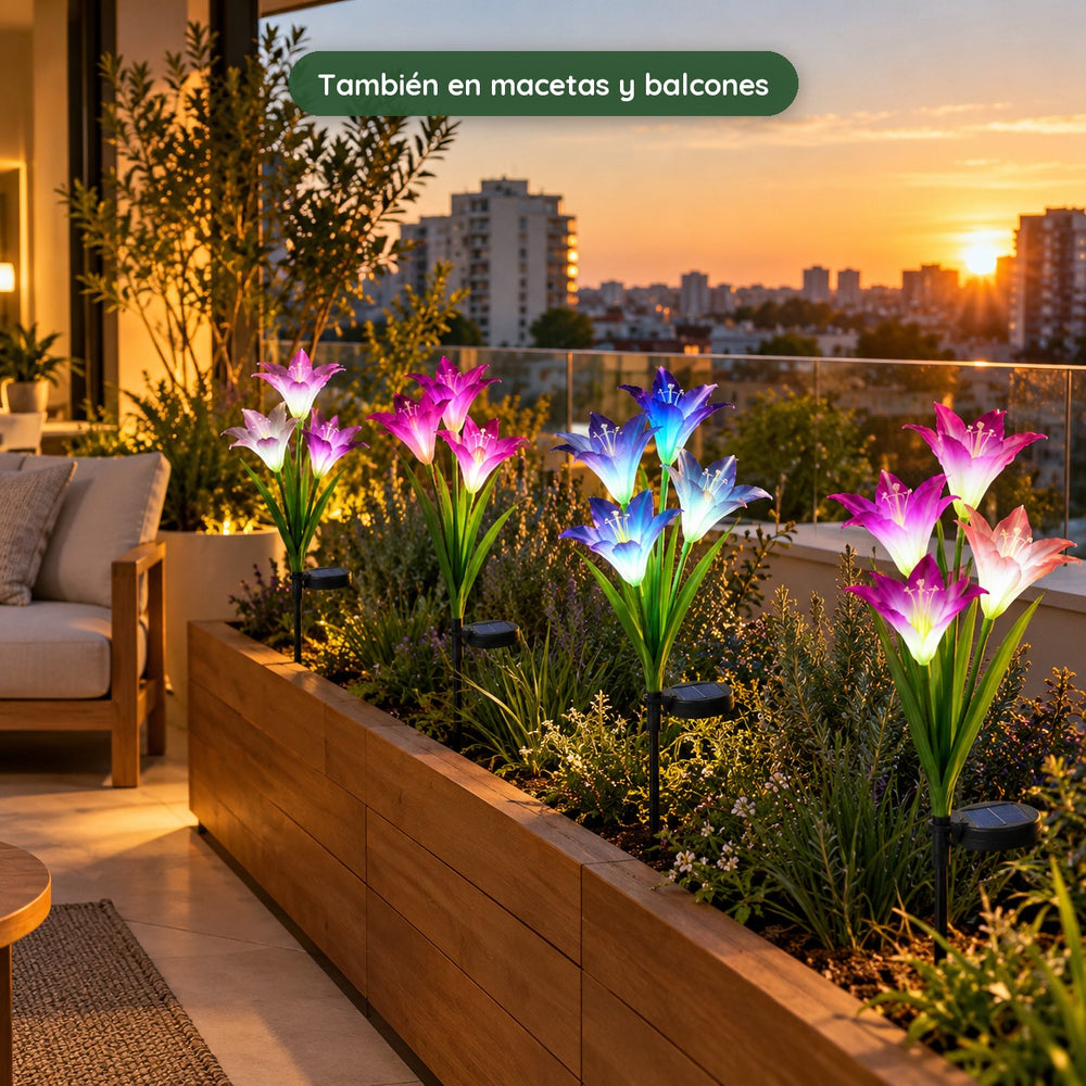 Lirios Solares Multicolor