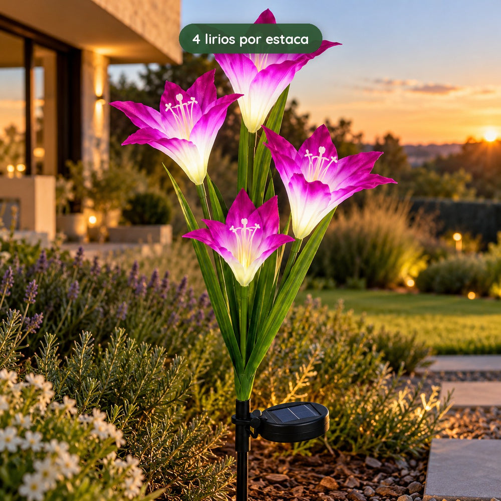 Lirios Solares Multicolor