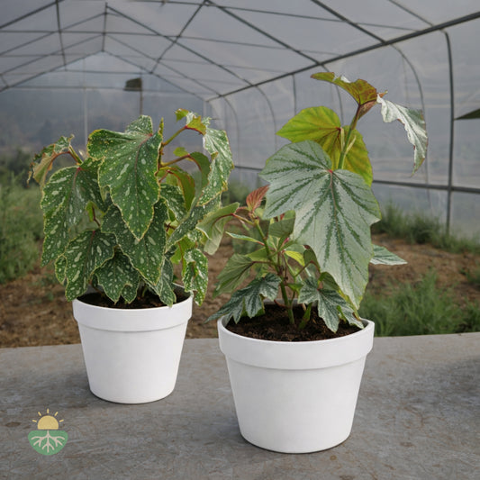 Begonia de Hoja Pintada (Begonia Rex)