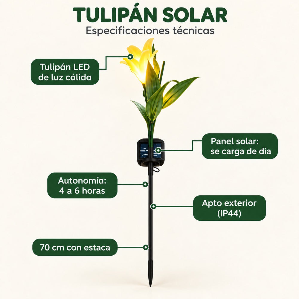 Tulipanes Solares Luz Cálida